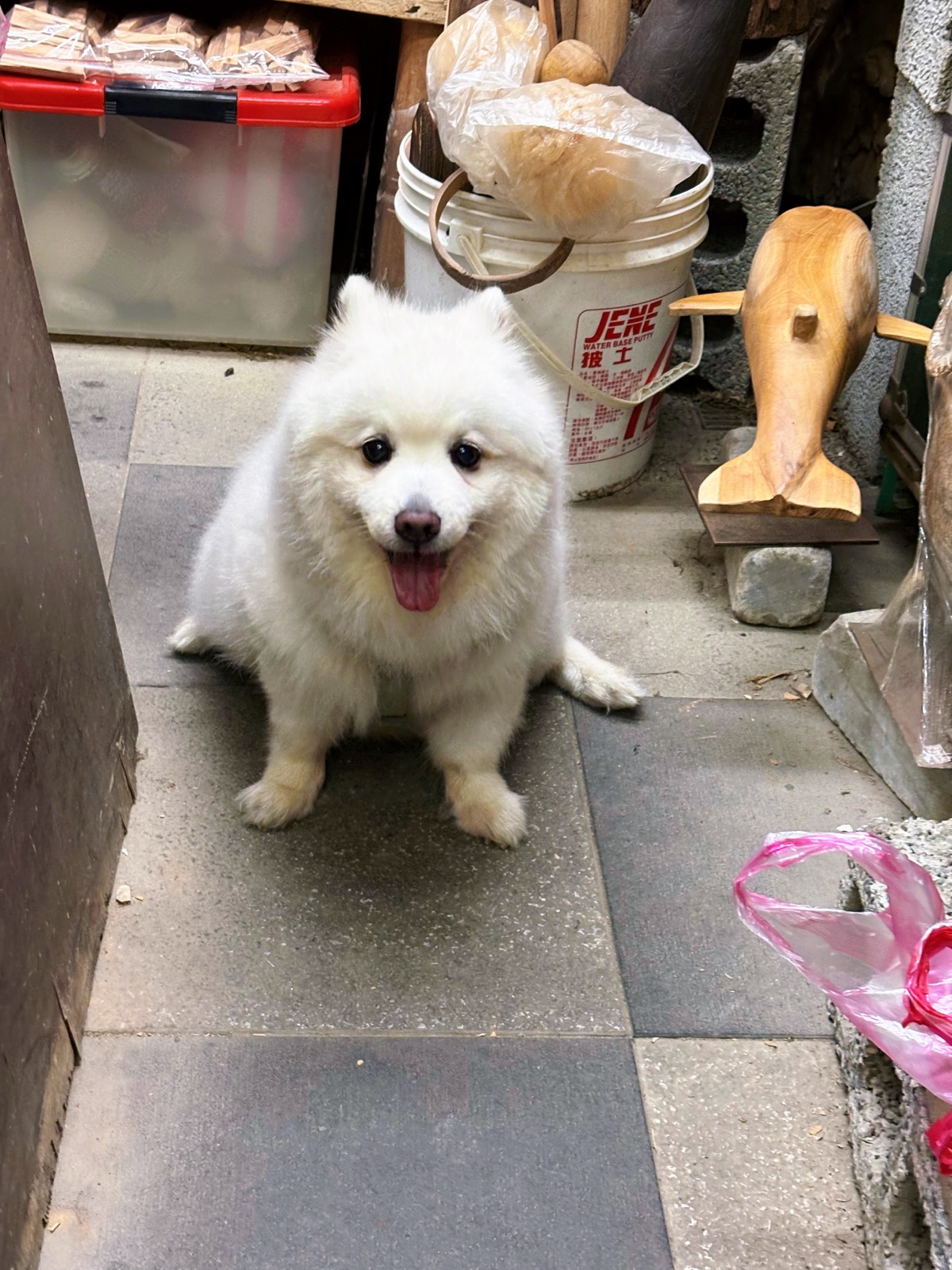 巷弄小狗
