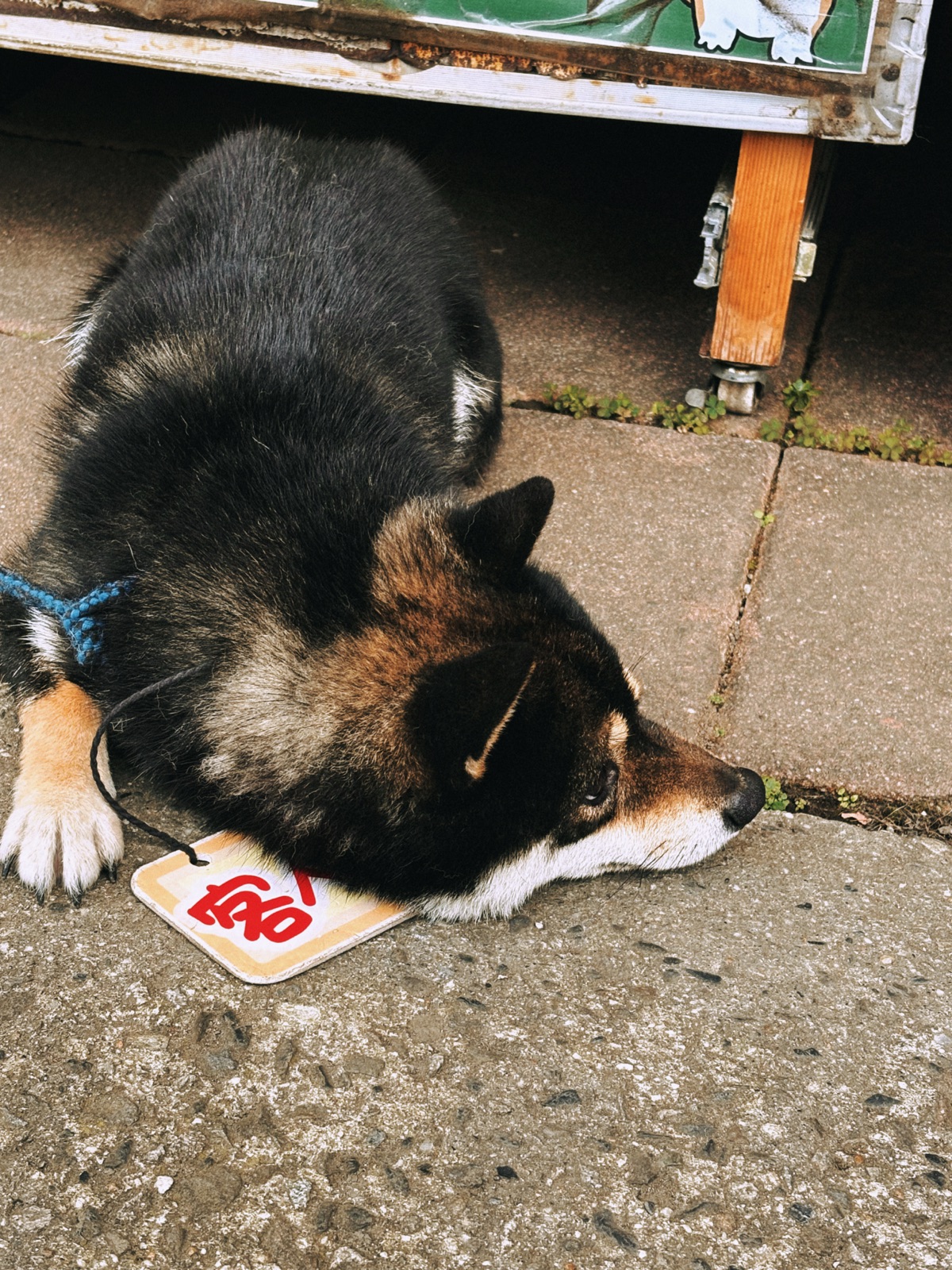 小黑柴犬