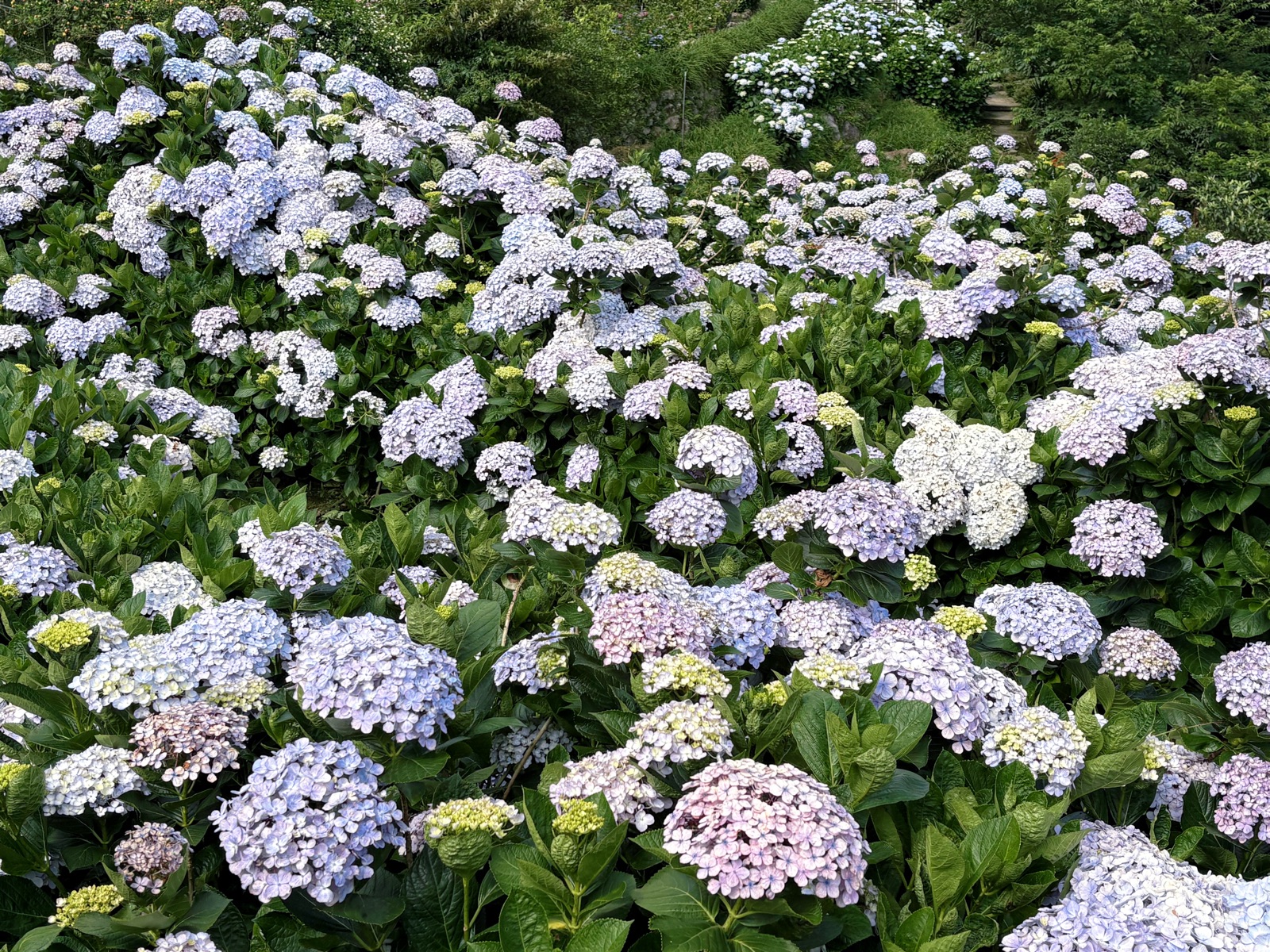 竹子湖绣球花海