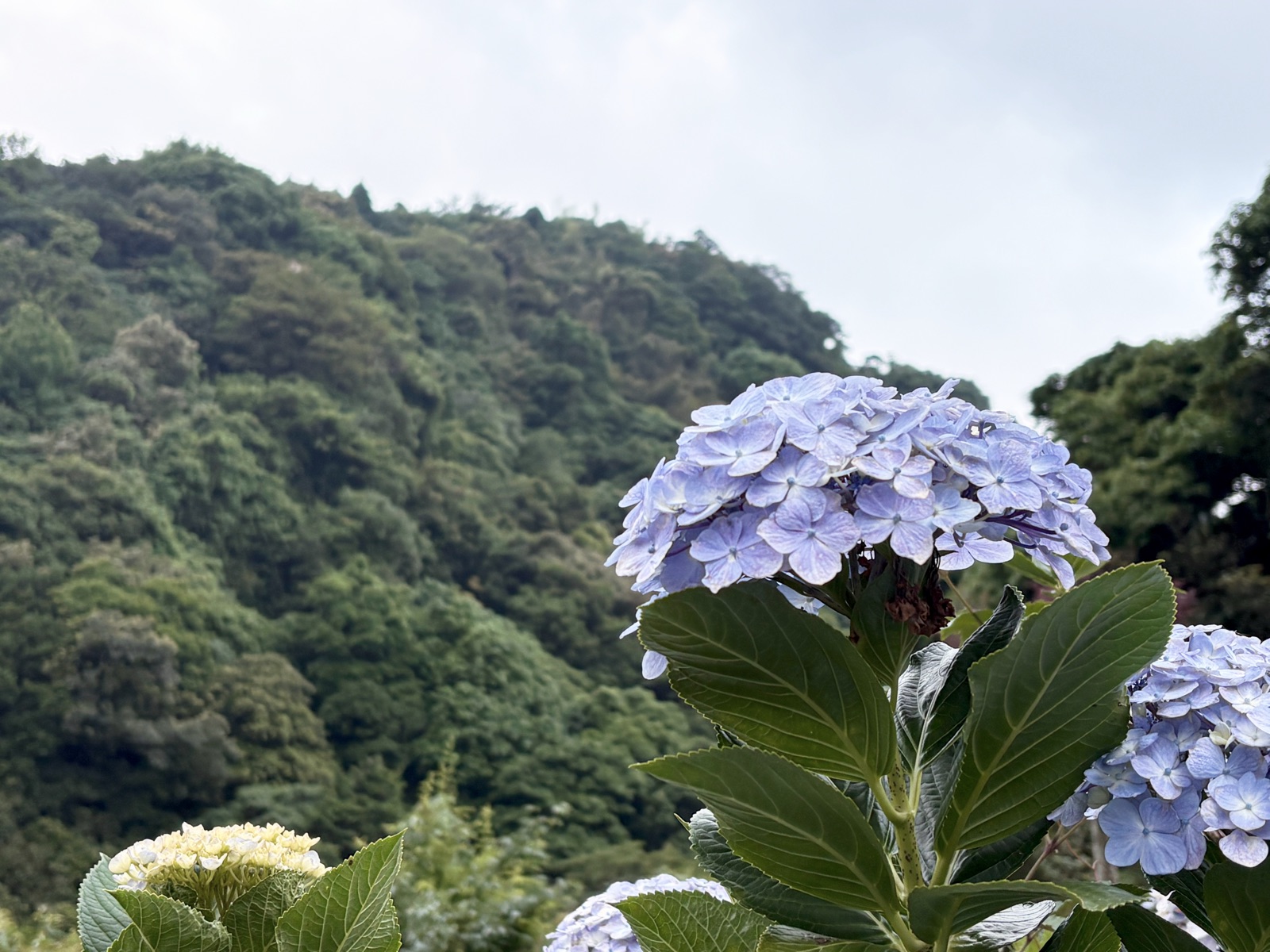 竹子湖绣球花特写