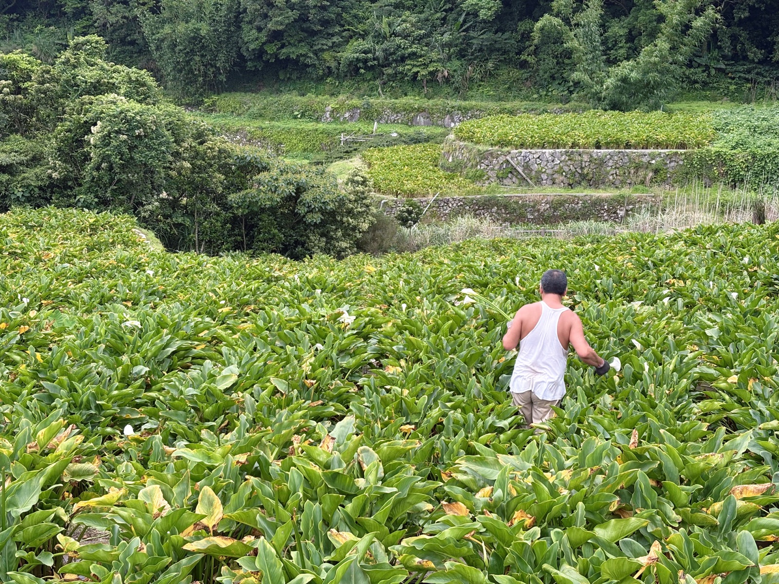 竹子湖海芋田